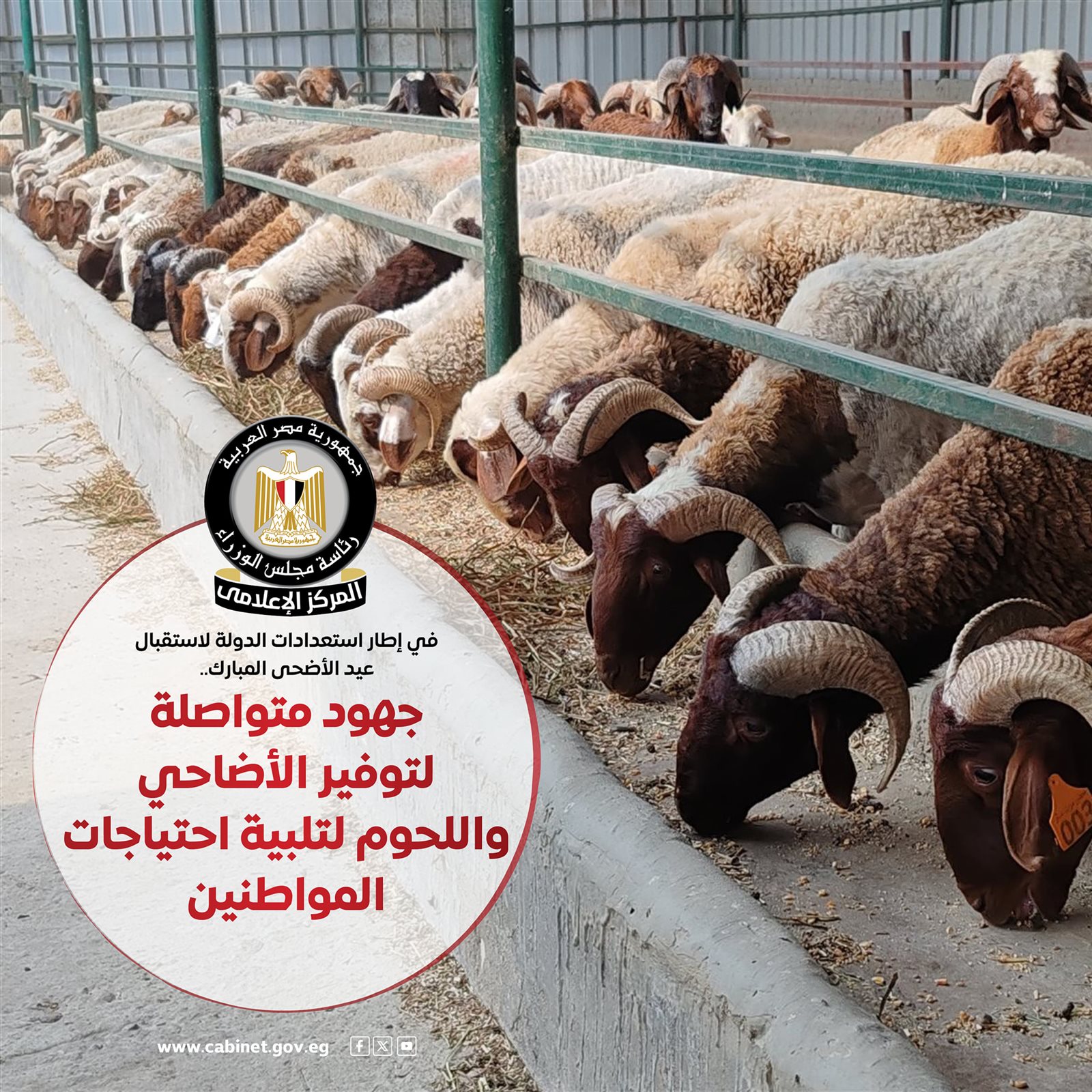 المركز الإعلامي لمجلس الوزراء جهود متكاملة لتوفير الأضاحي واللحوم بأسعار مناسبة