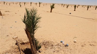 استثمارات زراعية جديدة بالوادي الجديد.. متابعة ميدانية لمشروع ضخم في سهل بركة