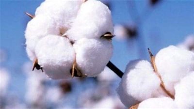 ارتفاع أسعار القطن المصري