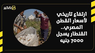 ارتفاع تاريخي لأسعار القطن المصري.. القنطار يسجل 7000 جنيه | فيديو 