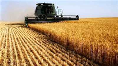 مصر تطلب قمحا في مناقصة ضمن برنامج للأمن الغذائي ممول من البنك الدولي