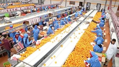 9.5 مليون طن صادرات زراعية.. إنجاز جديد يعزز مكانة مصر عالميًا