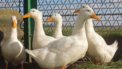 البطة بـ600 جنيه.. ارتفاع غير مسبوق لأسعار البط قبل رمضان