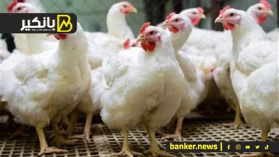 هل تنخفض أسعار الفراخ البيضاء قبل رمضان؟.. شعبة الدواجن تكشف تفاصيل الاجتماع الحكومي
