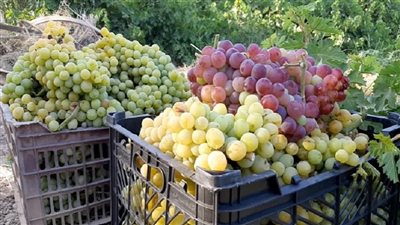 بنسبة 50%.. العنب المصري يزيح المنافسين ويتربع على عرش واردات هذه الدولة