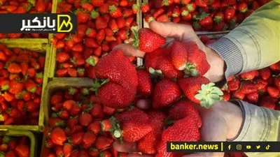 سلامة الغذاء: تصدير 243 ألف طن مواد غذائية إلى 186 دولة خلال أسبوع