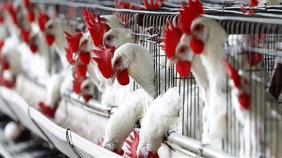 سعر كيلو الفراخ البيضاء اليوم في المزارع والأسواق.. أسعار الدواجن اليوم كام؟