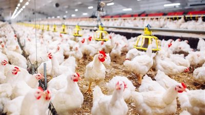 أسعار الدواجن اليوم الإثنين.. الفراخ البيضاء تستقر عند 110 جنيهات للمستهلك 