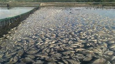71 طنا إنتاج مزارع المنزلة وبرسيق.. خطة لتعزيز الاستزراع السمكي والأمن الغذائي