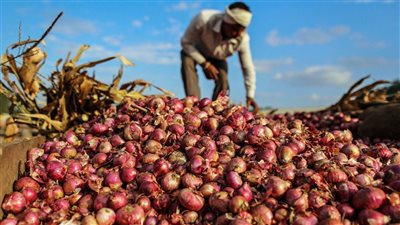 فاروق: فتح السوق الفيتنامي أمام صادرات مصر من البصل والثوم