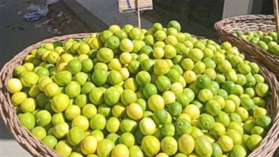 بجودة عالمية.. ليمون مصر يعزز حضوره في خارطة التجارة الدولية
