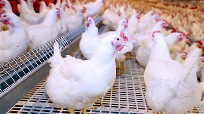 تراجع سعر الفراخ.. أسعار اللحوم والدواجن والأسماك اليوم السبت 19 يوليو 2025