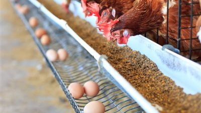 استقرار أسعار البيض وكرتونة الأبيض تبدأ من 117 جنيهاً