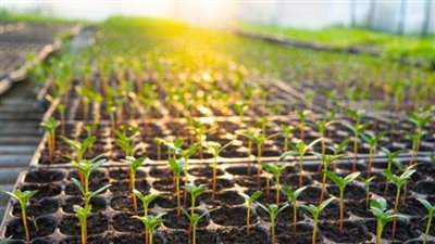 ملوك الشتلات في مصر!.. قرية صغيرة بتصدر بـ20 مليون دولار ومفيهاش ولا عاطل واحد.. 