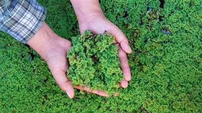 طحالب الأزولا: إزاي حولت طالبة ثانوية عامة 