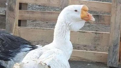 عمل ثروة من 50 بيضة.. إزاي شاب اتحدى الجميع واستورد أغلى 