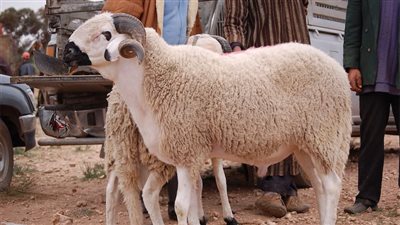 أرخص مشروع وأسرع مكسب.. أغنام مصرية بتخلف 130 مرة في السنة