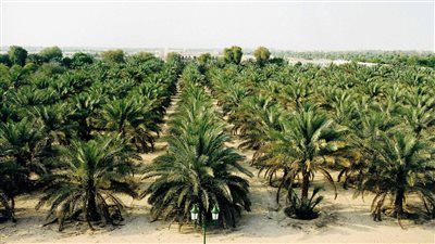 اتفاقية جديدة بـ 480 مليون جنيه لتطوير وتعبئة منتجات النخيل المصري
