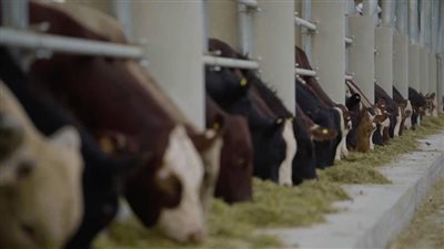 المحجر البيطري بالنوبارية.. درع مصر الحيوي لحماية الثروة الحيوانية