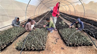 «الزراعة»: طفرة في إنتاج الزيتون وتوسع في الحقول الإرشادية بمطروح وسيوة