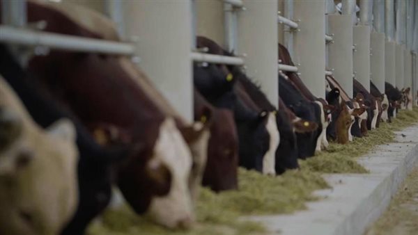 المحجر البيطري بالنوبارية