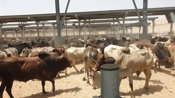 المحجر الحيواني بسفاجا