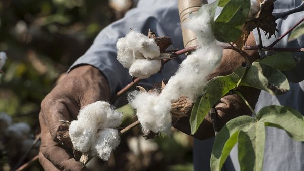 بورصة مصر السلعية