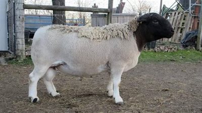 ثورة اللحوم تبدأ بـ