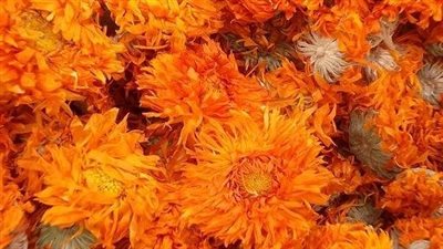 فرصة ذهبية للمزارعين.. الكلانديولا تزدهر في مصر