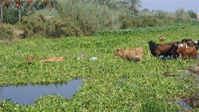 كنز في مياه النيل.. مصر تتجه لاستغلال 