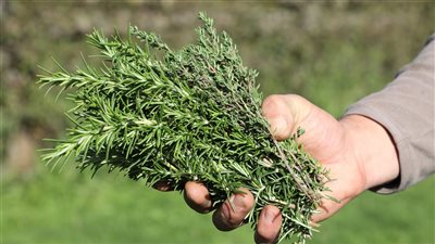 كنز طبي ينمو في مصر.. اكتشف الفوائد المذهلة لـ