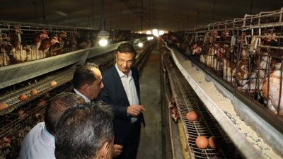 «الزراعة»: اعتماد 22 منشأة داجنة جديدة خالية من إنفلونزا الطيور