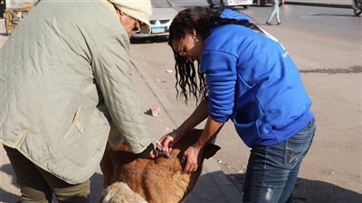 الزراعة تبدأ المعركة ضد السعار.. تعقيم وتحصين الكلاب الحرة بعين شمس