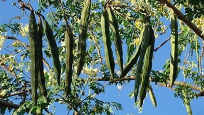 محصول الدولار الأخضر.. خطة مصرية لغزو الأسواق العالمية بـ 