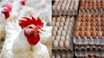 سعر كيلو الفراخ البيضاء اليوم في المزارع ..تحديث مباشر لـ أسعار الدواجن