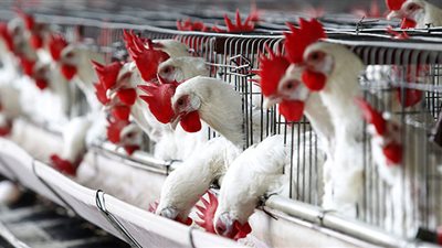استقرار أسعار الدواجن اليوم.. والفراخ البيضاء تصل للمستهلك بـ96 جنيهاً