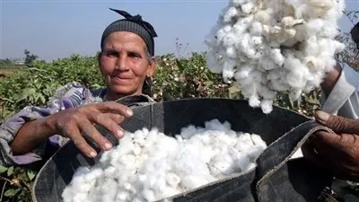 خطوة جديدة لدعم الذهب الأبيض.. علاء فاروق يعزز سلاسل توريد القطن بمعايير الاستدامة