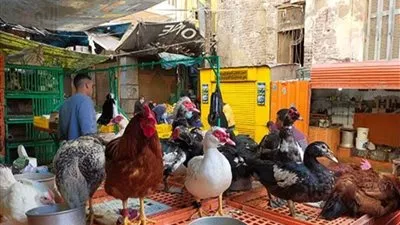 قفزة جديدة في أسعار الدواجن.. الفراخ البيضاء بـ115 جنيهًا والبلدي بـ130