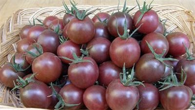 ليست حمراء فقط.. سر غزو الطماطم الشيري الصفراء والسوداء للمزارع المصرية