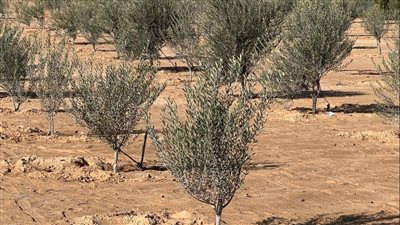 سيناء الخضراء.. نهضة زراعية شاملة في عهد علاء فاروق تعيد رسم خريطة الإنتاج