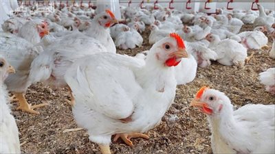 ارتفاع جديد في أسعار الدواجن اليوم.. والفراخ البيضاء تصل إلى 115 جنيهات