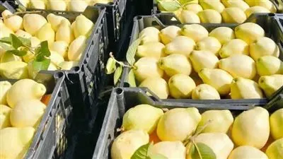 استقرار أسعار الفاكهة في سوق العبور والكمثرى المستوردة تسجل 150 جنيهًا