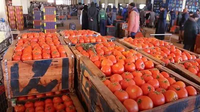 قفزة في أسعار الطماطم بسوق العبور.. وتوقعات بارتفاعها للمستهلكين مع تراجع المعروض