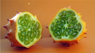 كنز قادم لعالم الفاكهة.. مصر تزرع 