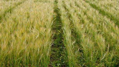 زراعة الشعير المستنبت تساهم في تطوير الثروة الحيوانية بمصر 8 أضعاف