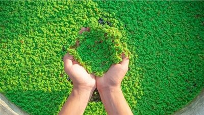 نبات ينمو في 3 أيام.. هل يصبح 