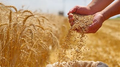 بفعل اضطرابات الطاقة والتوترات الجيوسياسية.. تصاعد أسعار القمح عالميًا 