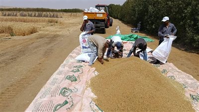 إنجاز علمي وتطبيقي غير مسبوق لزراعة القمح بمياه ري مرتفعة الملوحة في منطقة المغرة