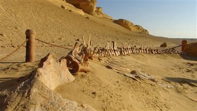 تجديد إدراج وادي الحيتان بالقائمة الخضراء الدولية لمدة 5 سنوات إضافية