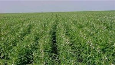 محافظة سوهاج تنفي شائعات زراعة محاصيل بمياه الصرف 